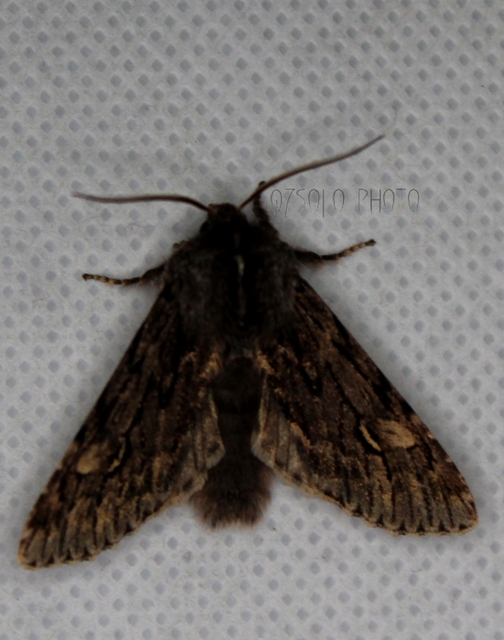 Brachionycha nubeculosa - zömök fésűsbagoly