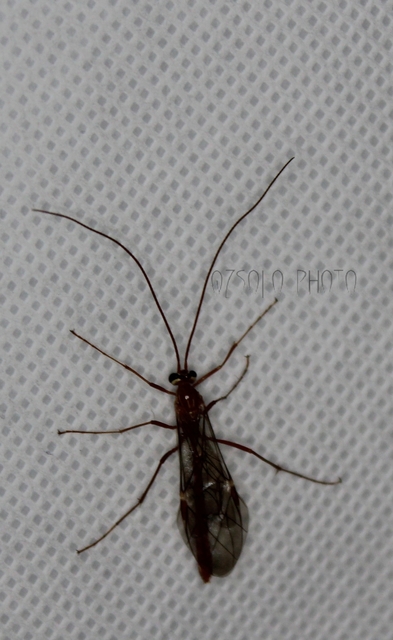 Ophion obscuratus