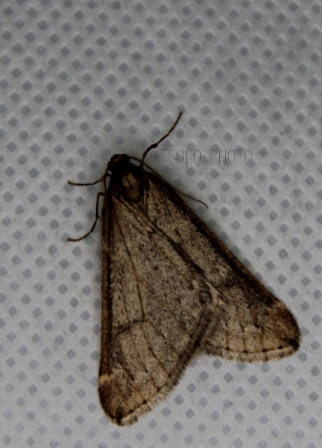 Alsophila aescularia - vadgesztenye-araszoló