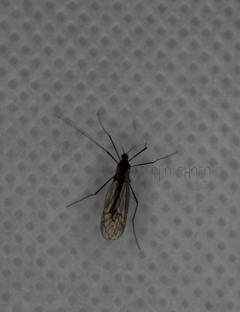 Trichocera