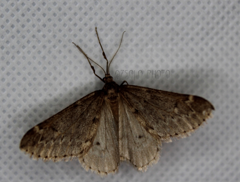 Alsophila aescularia - vadgesztenye-araszoló