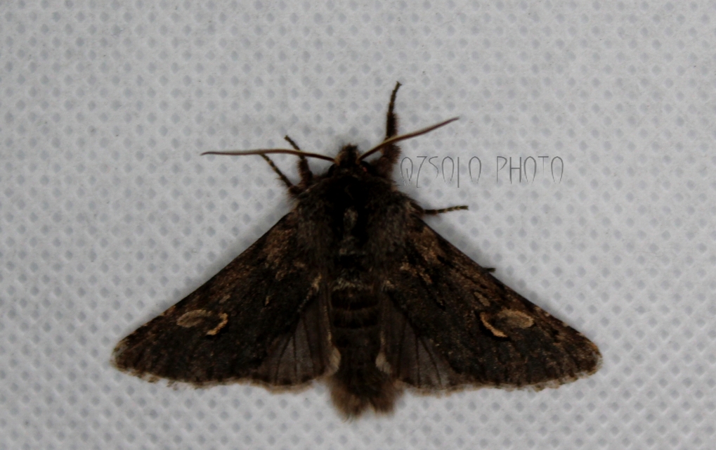 Brachionycha nubeculosa - zömök fésűsbagoly