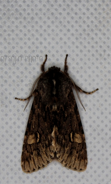 Brachionycha nubeculosa - zömök fésűsbagoly