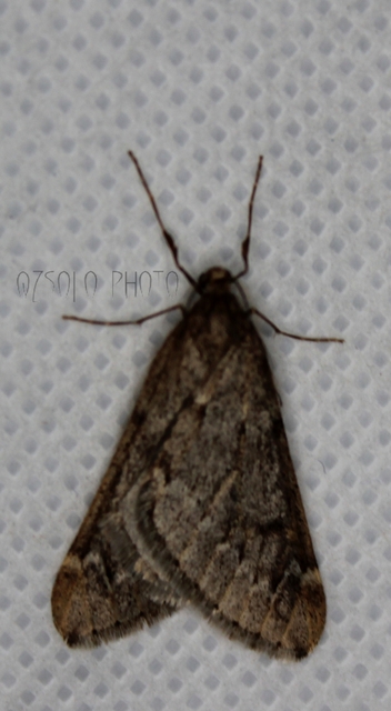 Alsophila aescularia - vadgesztenye-araszoló