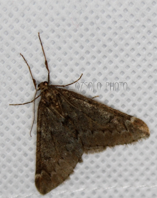 Alsophila aescularia - vadgesztenye-araszoló