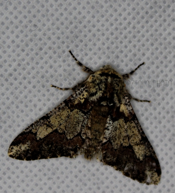 Biston strataria - barnapettyes araszoló