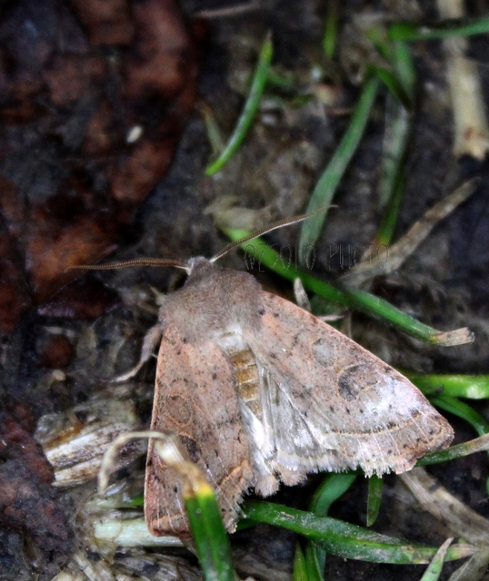 Orthosia cerasi - közepes barkabagoly