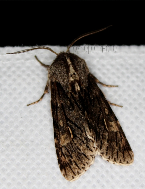 Brachionycha nubeculosa - zömök fésűsbagoly