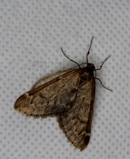 Alsophila aescularia - vadgesztenye-araszoló