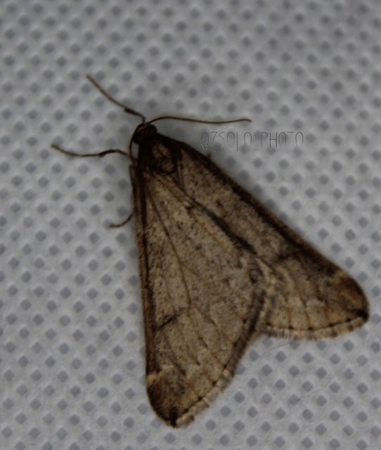 Alsophila aescularia - vadgesztenye-araszoló
