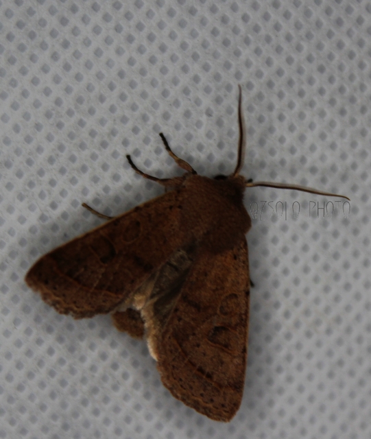 Orthosia cerasi - közepes barkabagoly