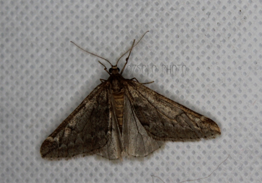 Alsophila aescularia - vadgesztenye-araszoló