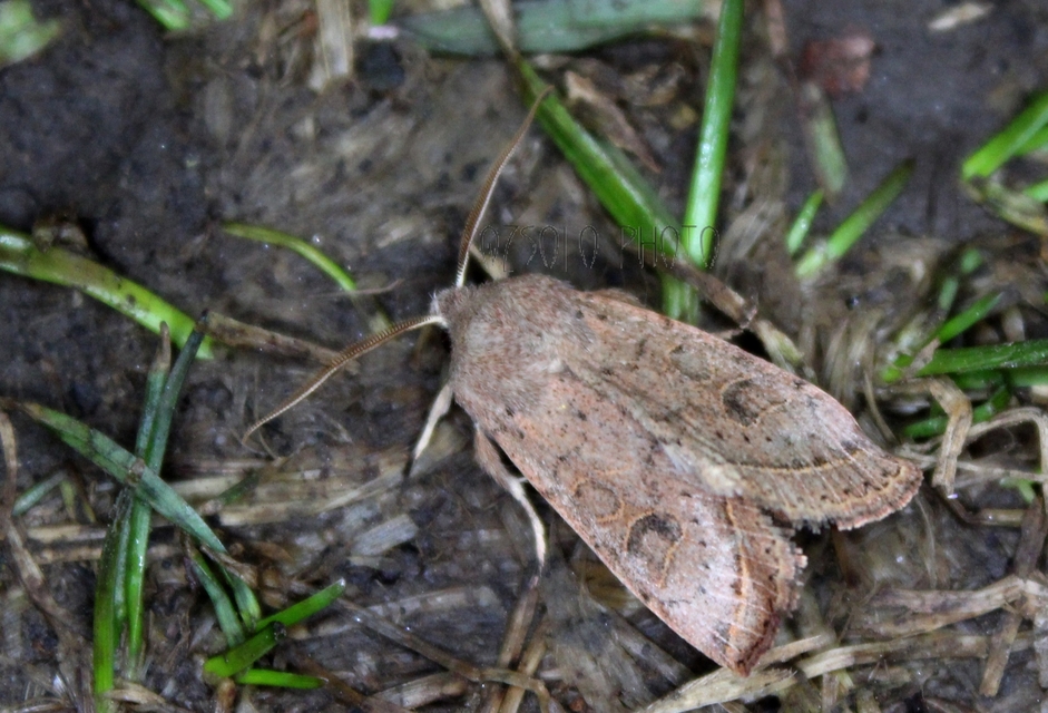Orthosia cerasi - közepes barkabagoly