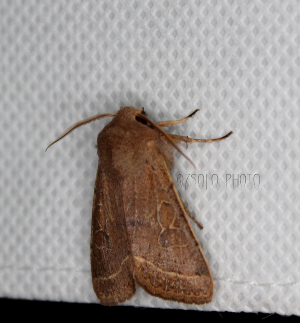 Orthosia cerasi - közepes barkabagoly