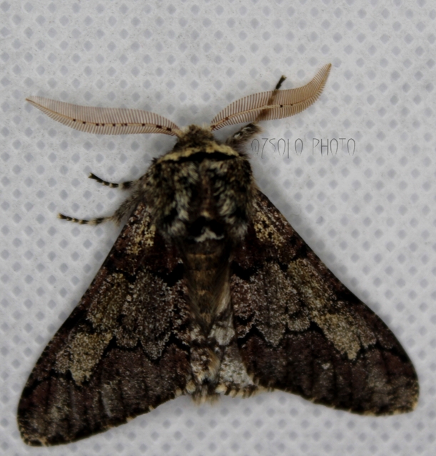 Biston strataria - barnapettyes araszoló
