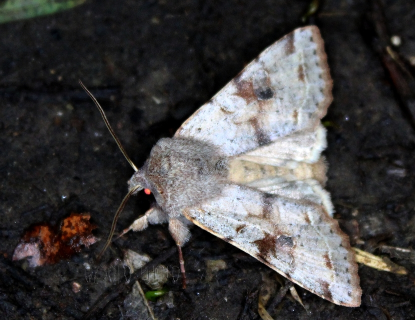 Orthosia incerta - változékony barkabagoly