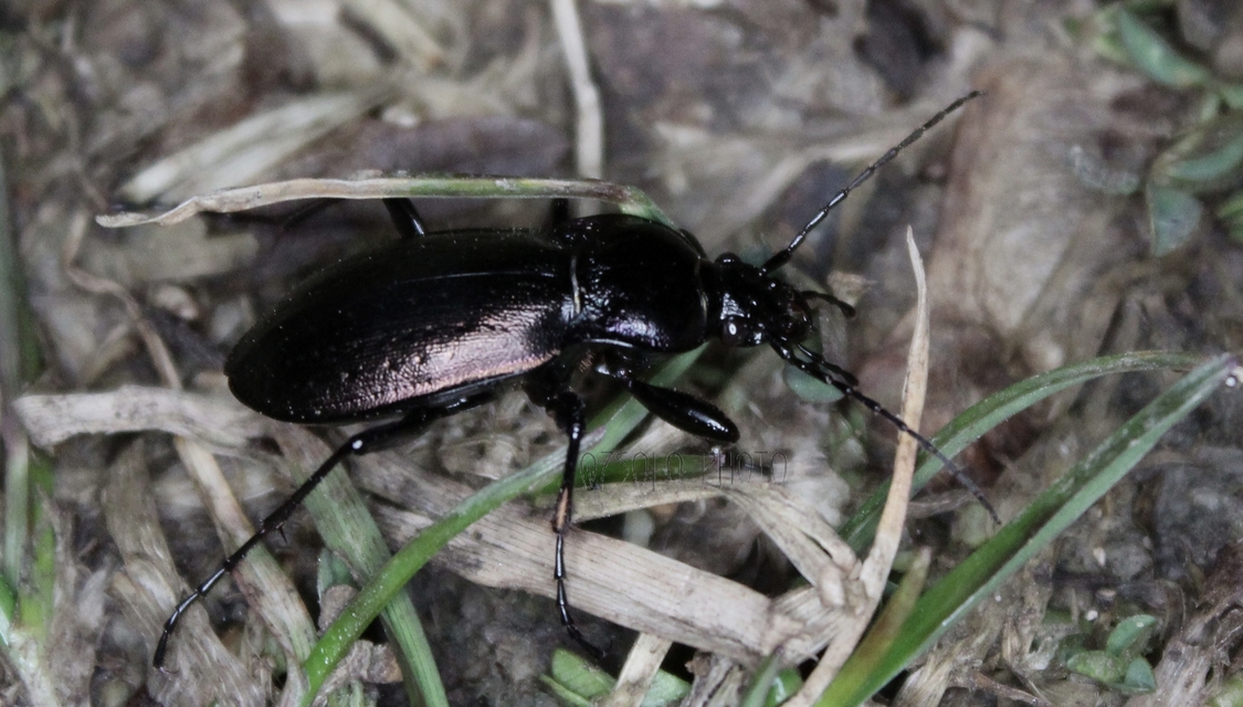 Carabus nemoralis - ligeti futrinka