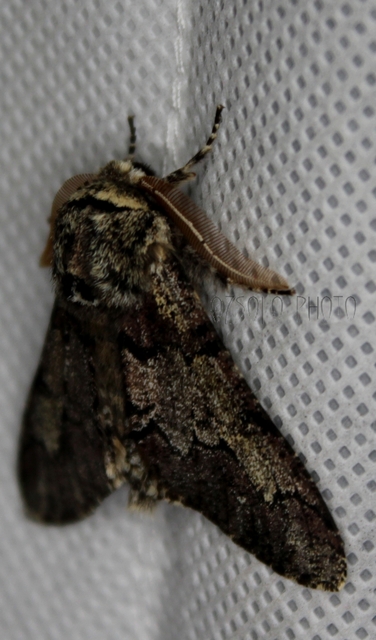 Biston strataria - barnapettyes araszoló