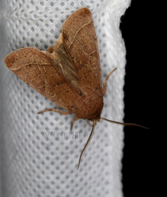 Orthosia cerasi - közepes barkabagoly