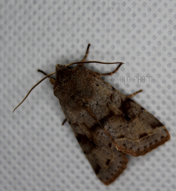 Orthosia incerta - változékony barkabagoly