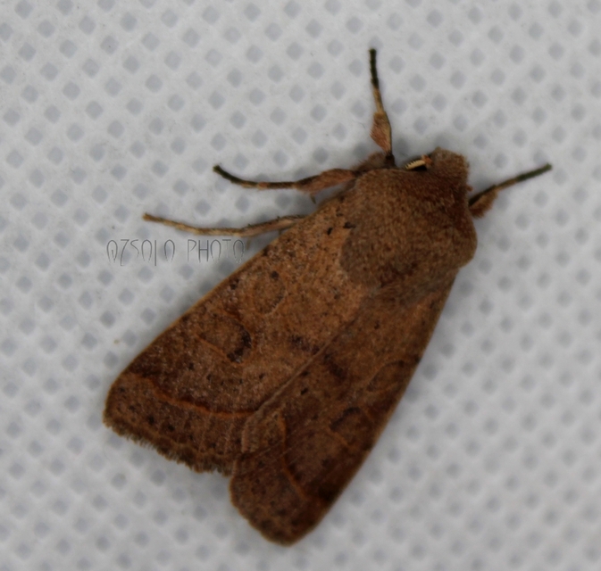Orthosia cerasi - közepes barkabagoly