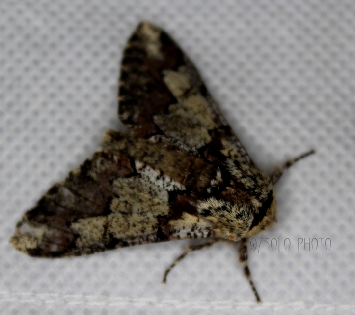 Biston strataria - barnapettyes araszoló