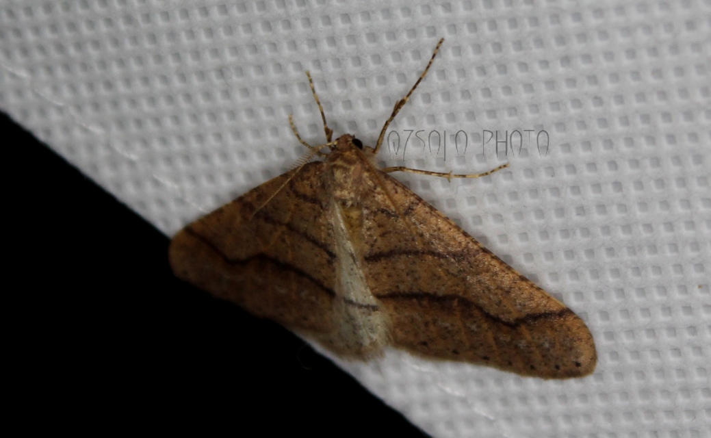 Agriopis marginaria - sárgás téliaraszoló