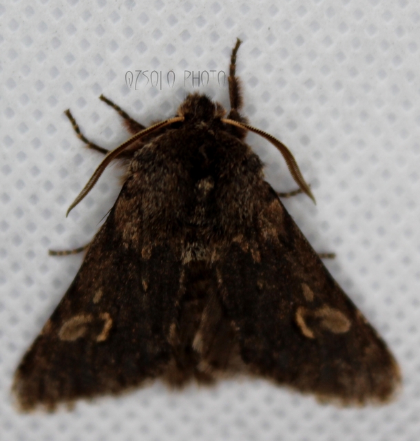 Brachionycha nubeculosa - zömök fésűsbagoly