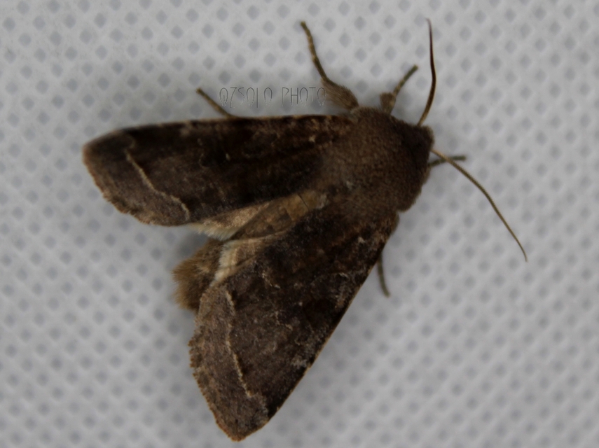 Orthosia incerta - változékony barkabagoly