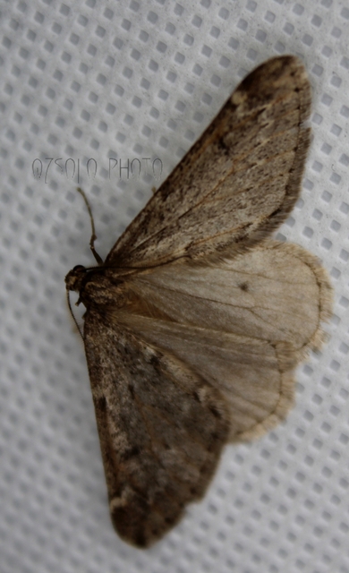 Alsophila aescularia - vadgesztenye-araszoló