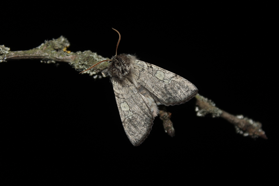 Achlya flavicornis - nyíres pihésszövő