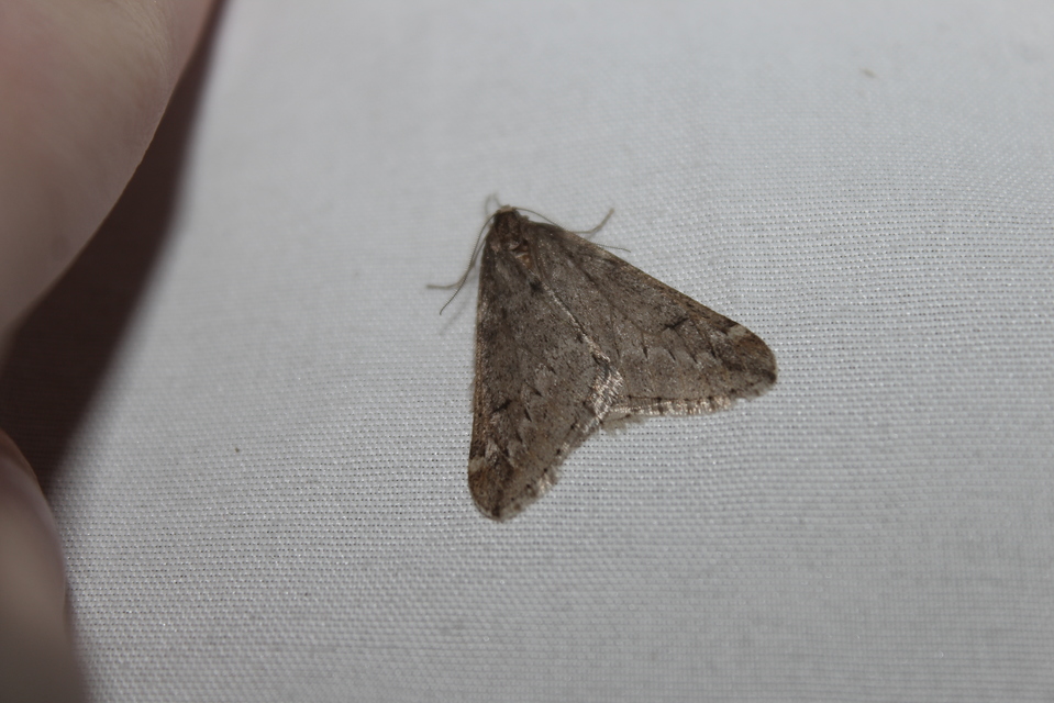 Alsophila aescularia - vadgesztenye-araszoló