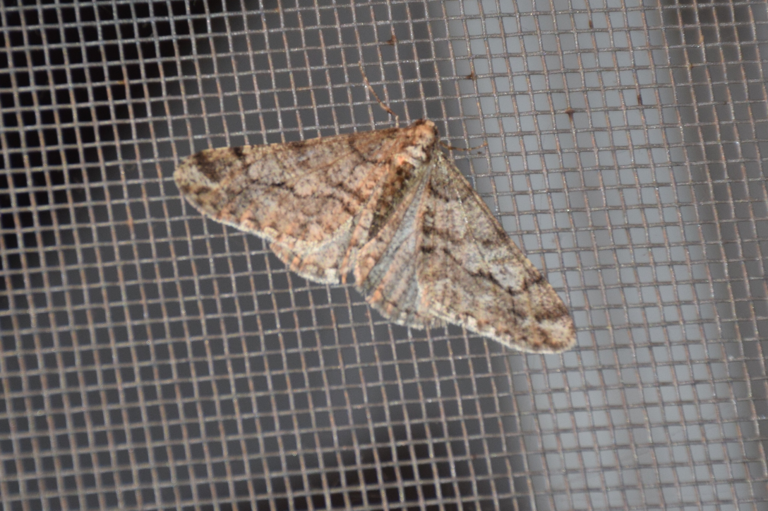 Agriopis leucophaearia - tölgy-tavasziaraszoló