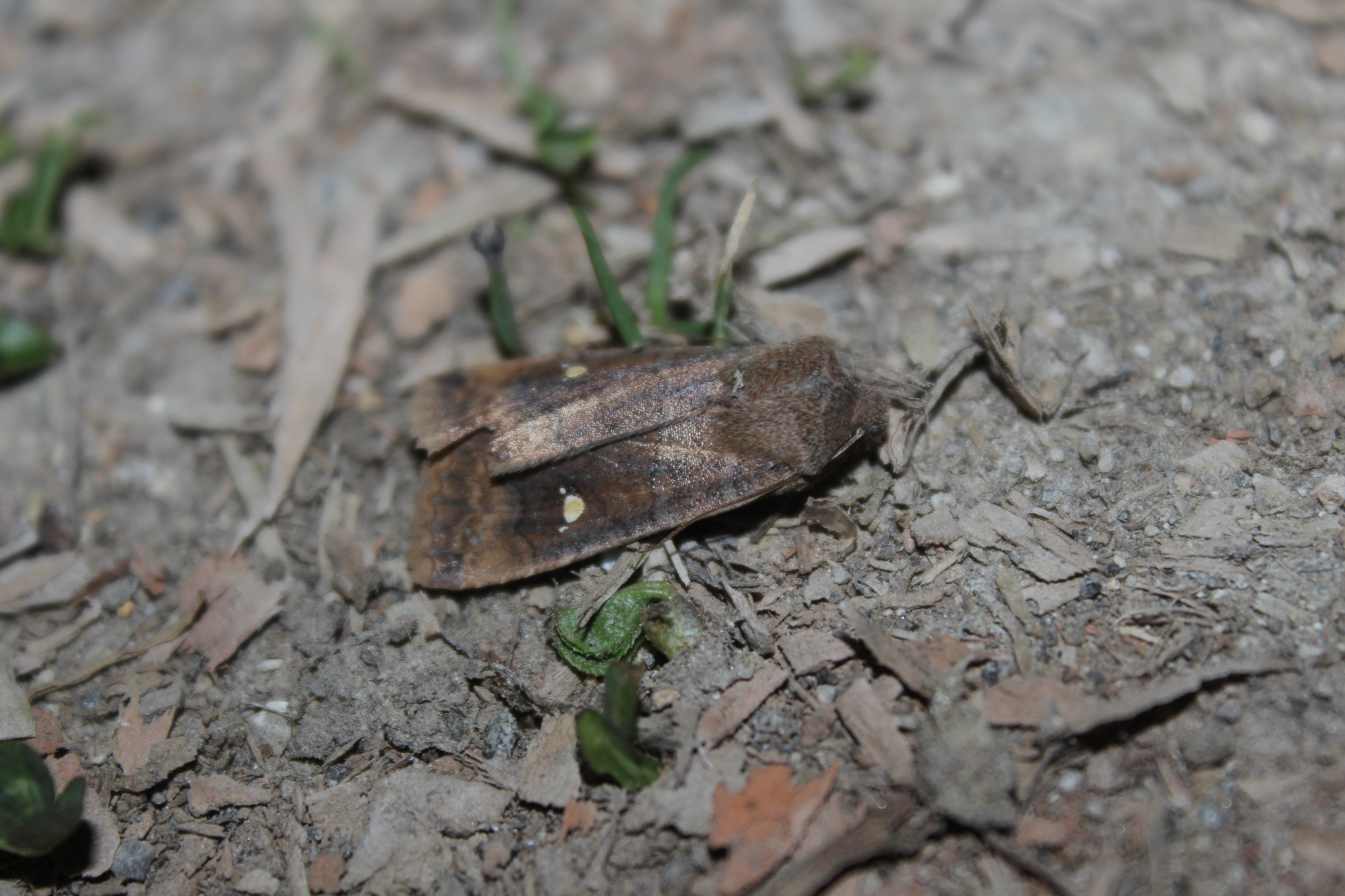 Eupsilia transversa - holdacskás télibagoly