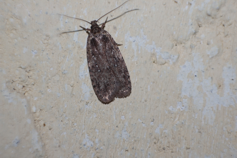 Agonopterix ciliella/heracliana