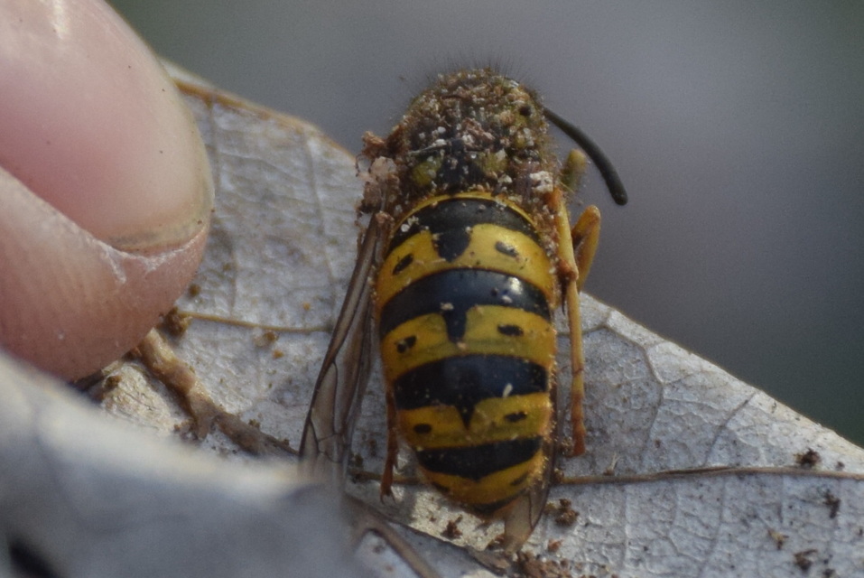 Vespula germanica - német darázs