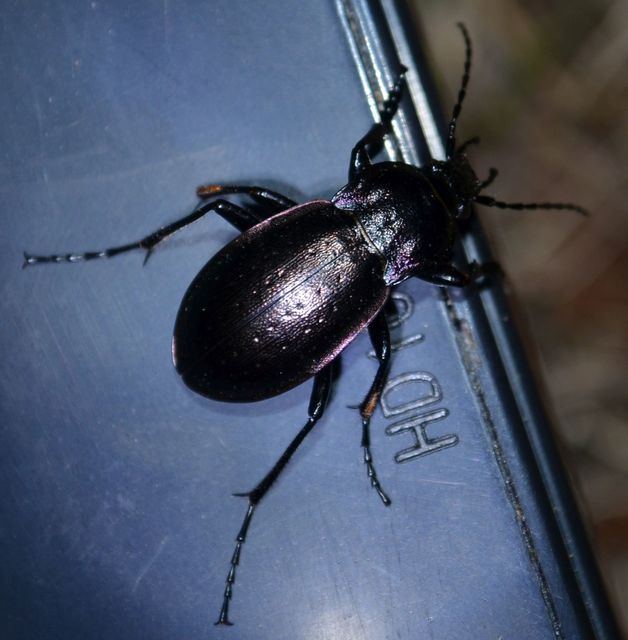 Carabus nemoralis - ligeti futrinka