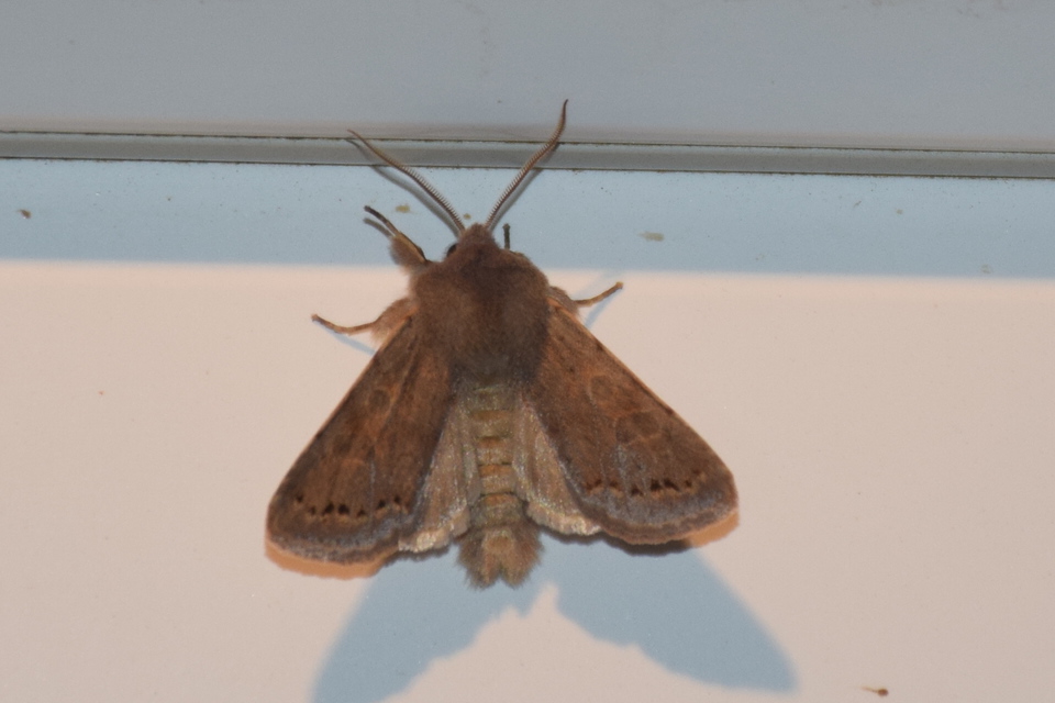 Orthosia populeti - nyárfa-barkabagoly