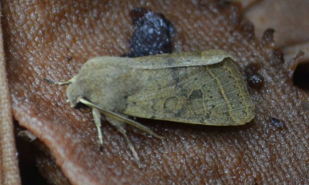 Orthosia cerasi - közepes barkabagoly