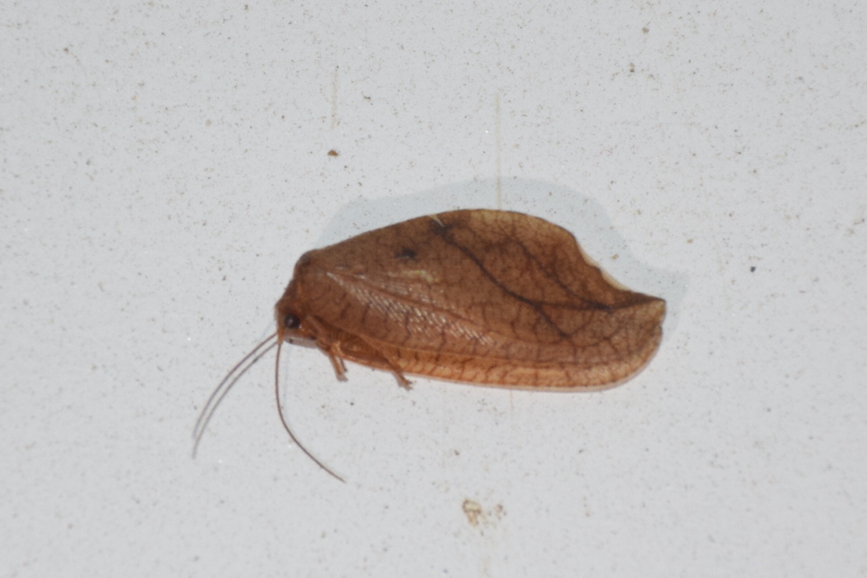 Drepanepteryx phalaenoides
