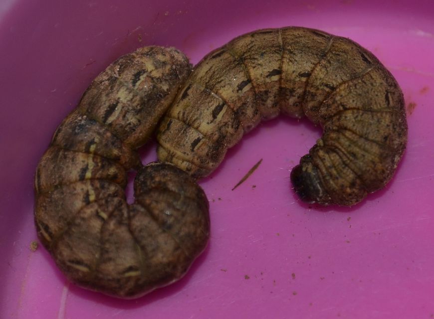 Noctua pronuba - nagy sárgafűbagoly