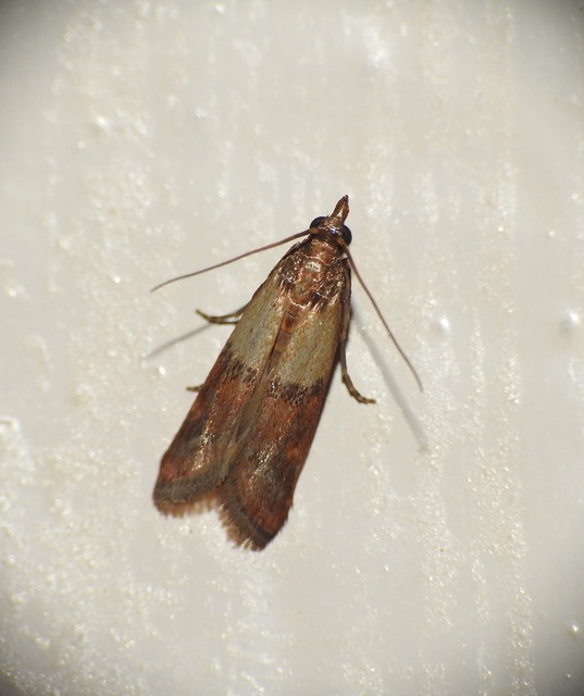 Plodia interpunctella - aszalványmoly