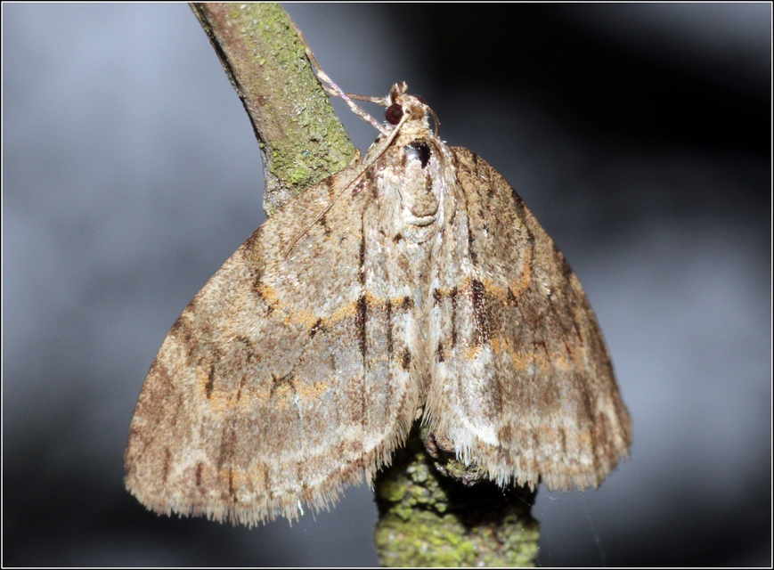 Trichopteryx polycommata - kőrisfa-lebenyesaraszoló