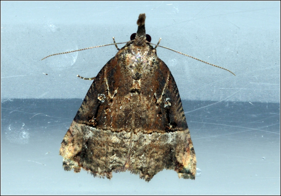 Hypena rostralis - közönséges karcsúbagoly