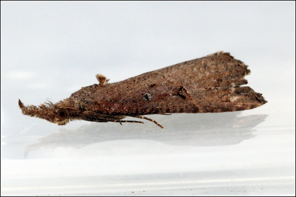 Hypena rostralis - közönséges karcsúbagoly