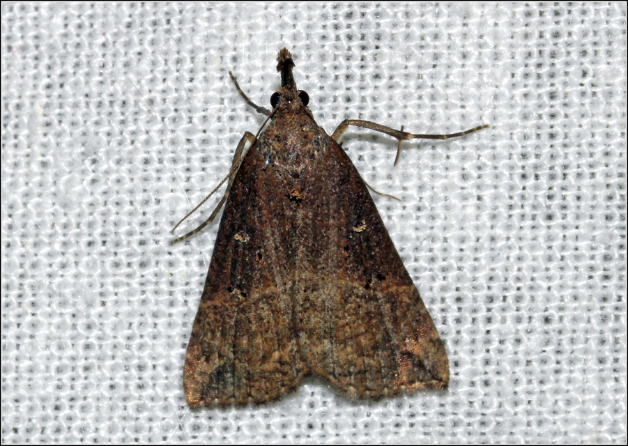 Hypena rostralis - közönséges karcsúbagoly