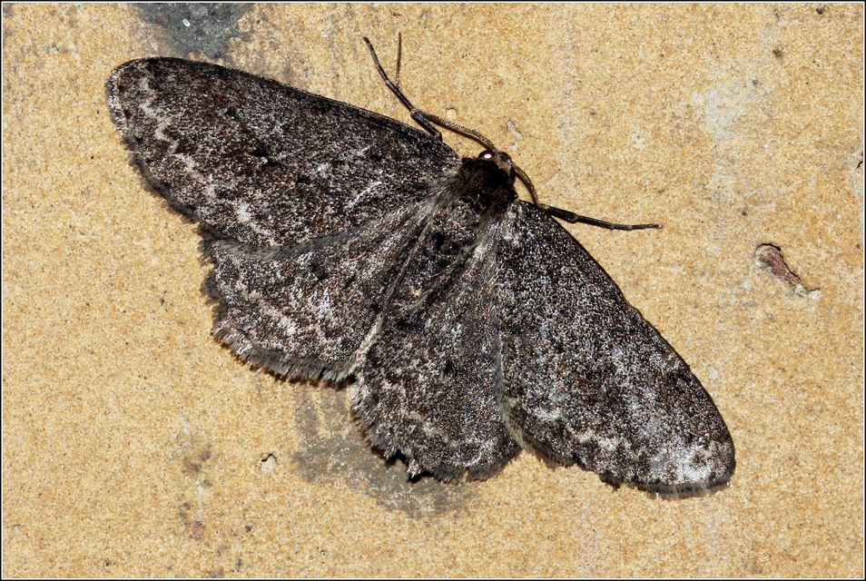 Ectropis crepuscularia - avararaszoló
