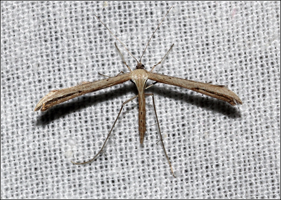 Pterophoridae - tollasmolyfélék
