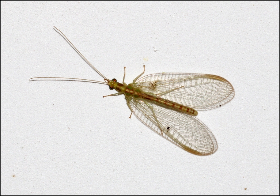 Chrysopidae - zöldfátyolkák