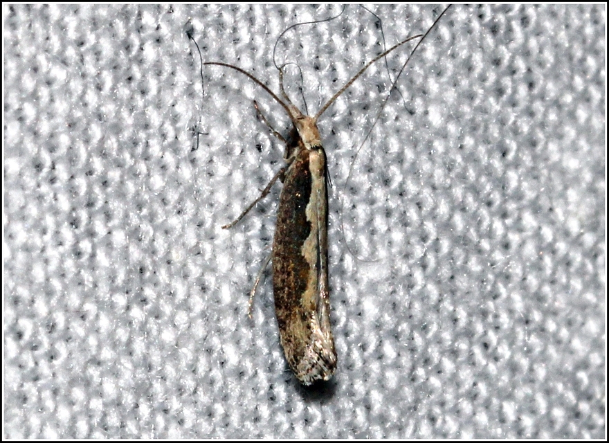 Plutella xylostella - káposztamoly